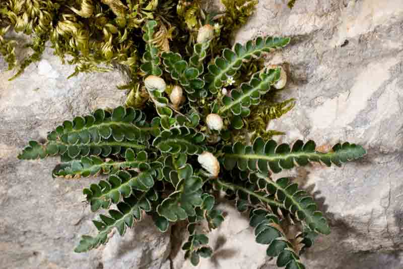 Ceterach officinarum